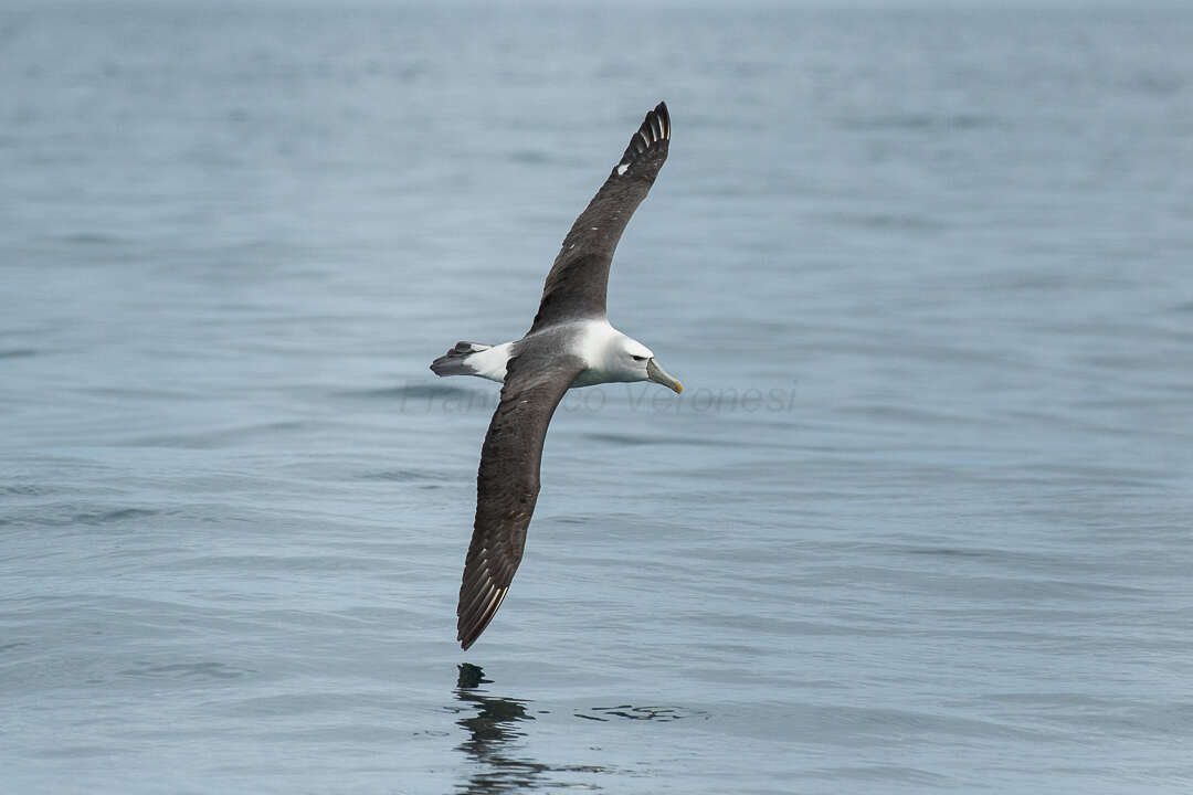 Image of White-capped Albatross