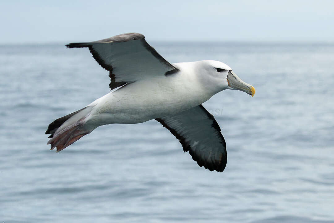 Image of White-capped Albatross