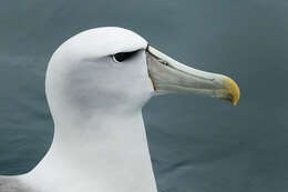 Image of White-capped Albatross