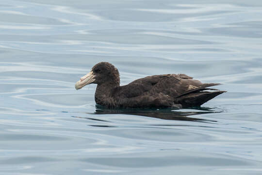 Image of Antarctic Giant-Petrel