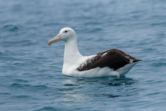 Image of Northern Royal Albatross