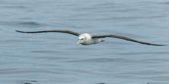 Image of White-capped Albatross