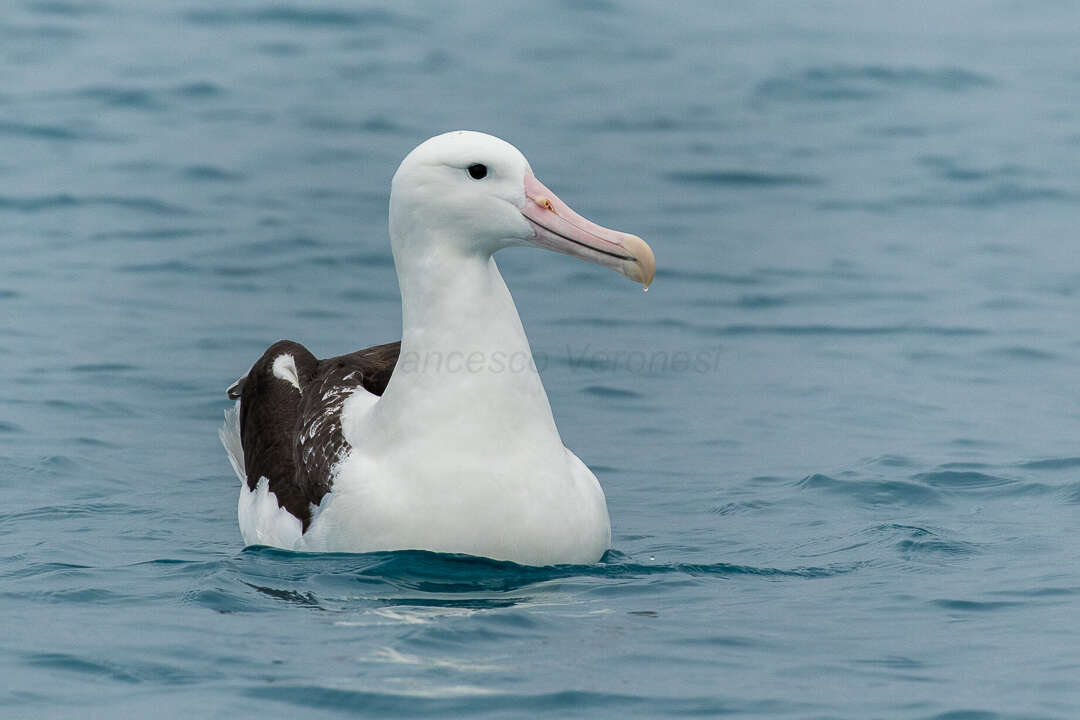 Image of Northern Royal Albatross