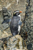 Image of Fiordland Crested Penguin