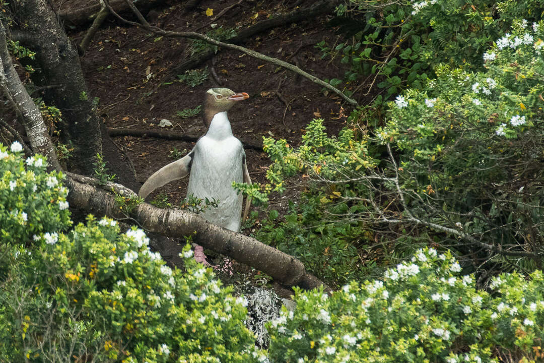 Image of Yellow-eyed Penguins