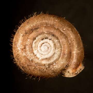 Image of Cheese Snail