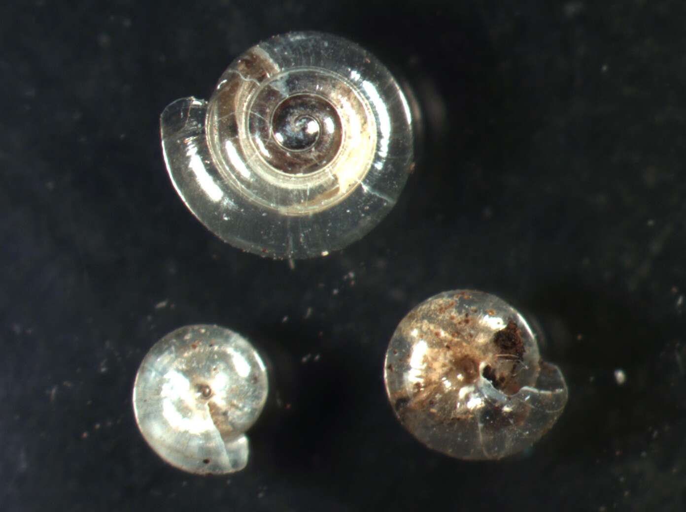 صورة Vitrea crystallina (O. F. Müller 1774)