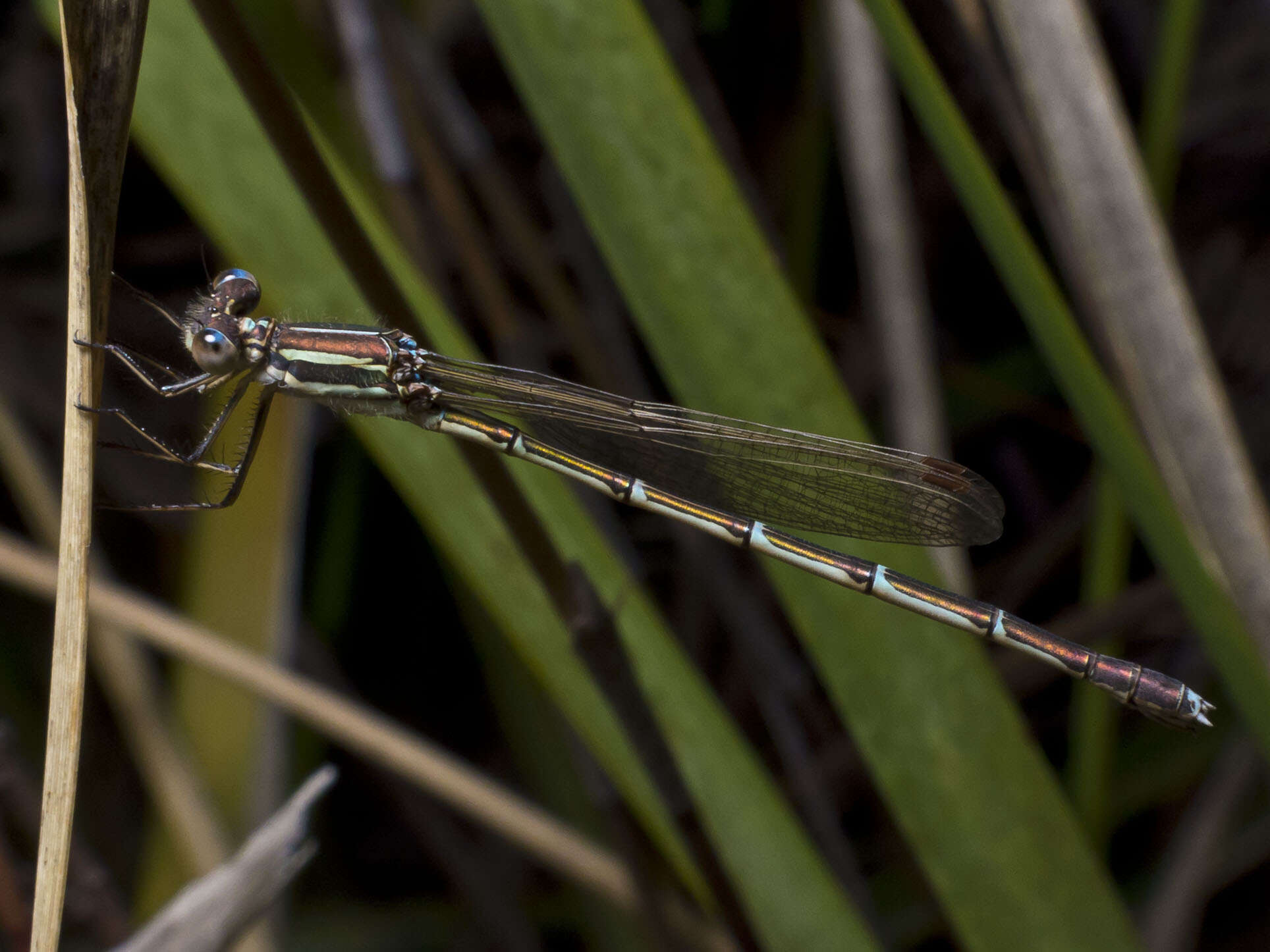 Image of Austrolestes analis (Rambur 1842)