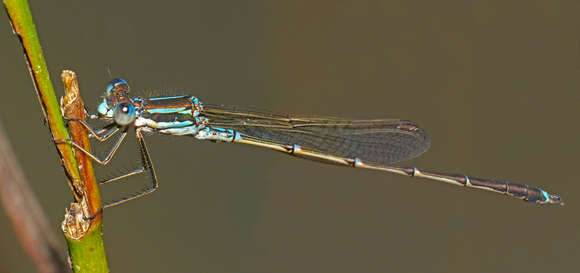 Image of Austrolestes analis (Rambur 1842)