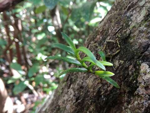 Image of Angraecum pectinatum Thouars