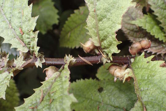 Image of Elatostema rugosum A. Cunn.