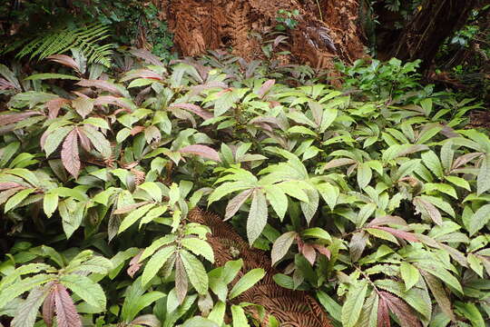 Image of Elatostema rugosum A. Cunn.