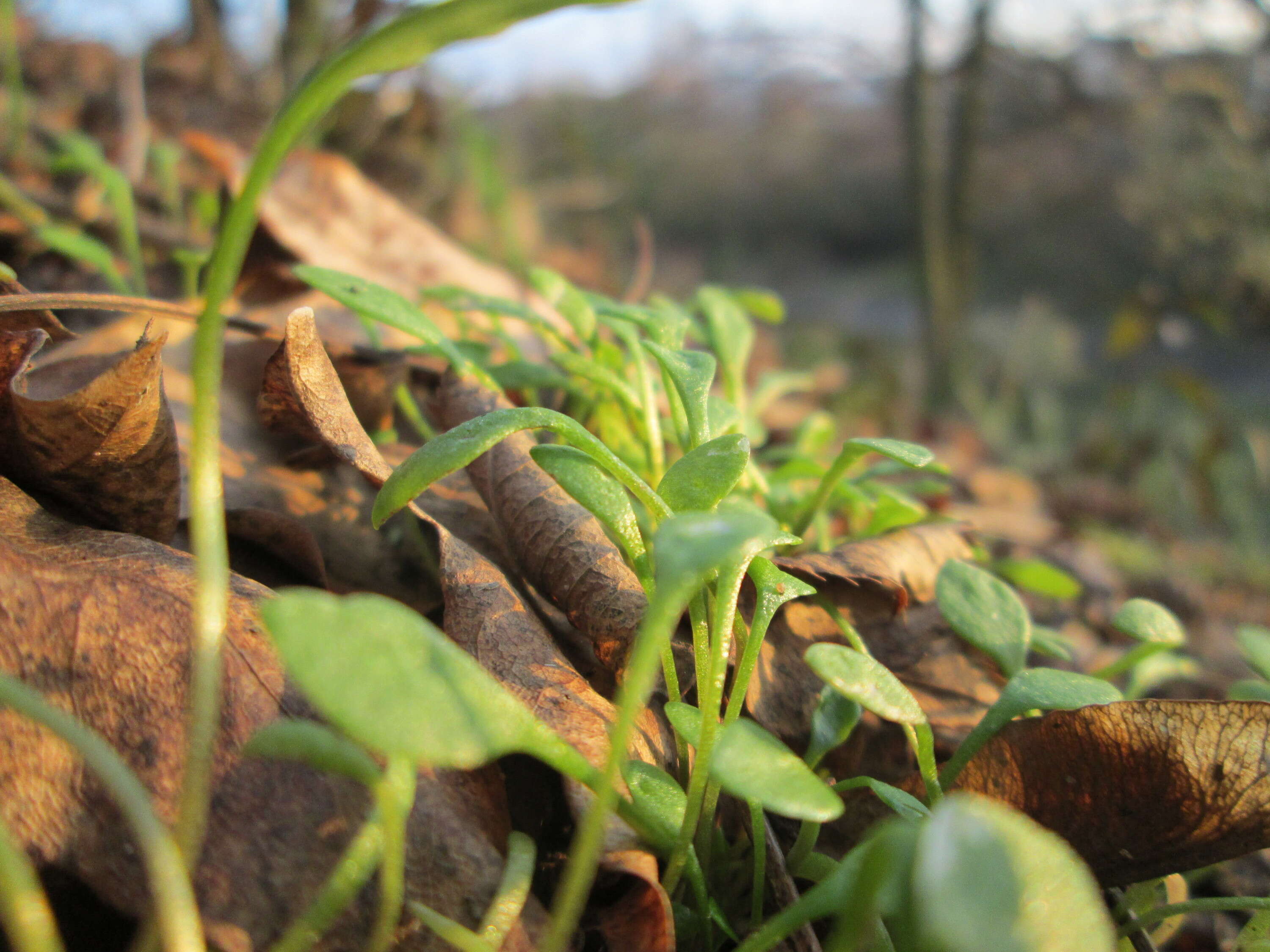 Image of Indian lettuce