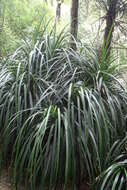 Image of Freycinetia banksii A. Cunn.