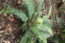 Image of Lomaria discolor (G. Forst.) Willd.