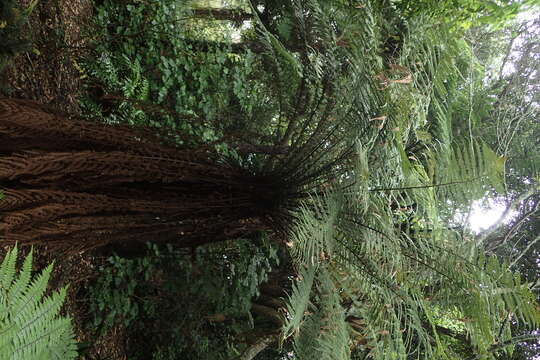 Image of Tree fern