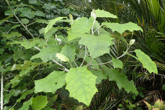 Image of bushman's friend