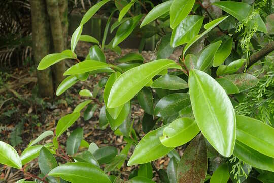 Image of Pseudowintera axillaris (J. R. & G. Forst.) Dandy