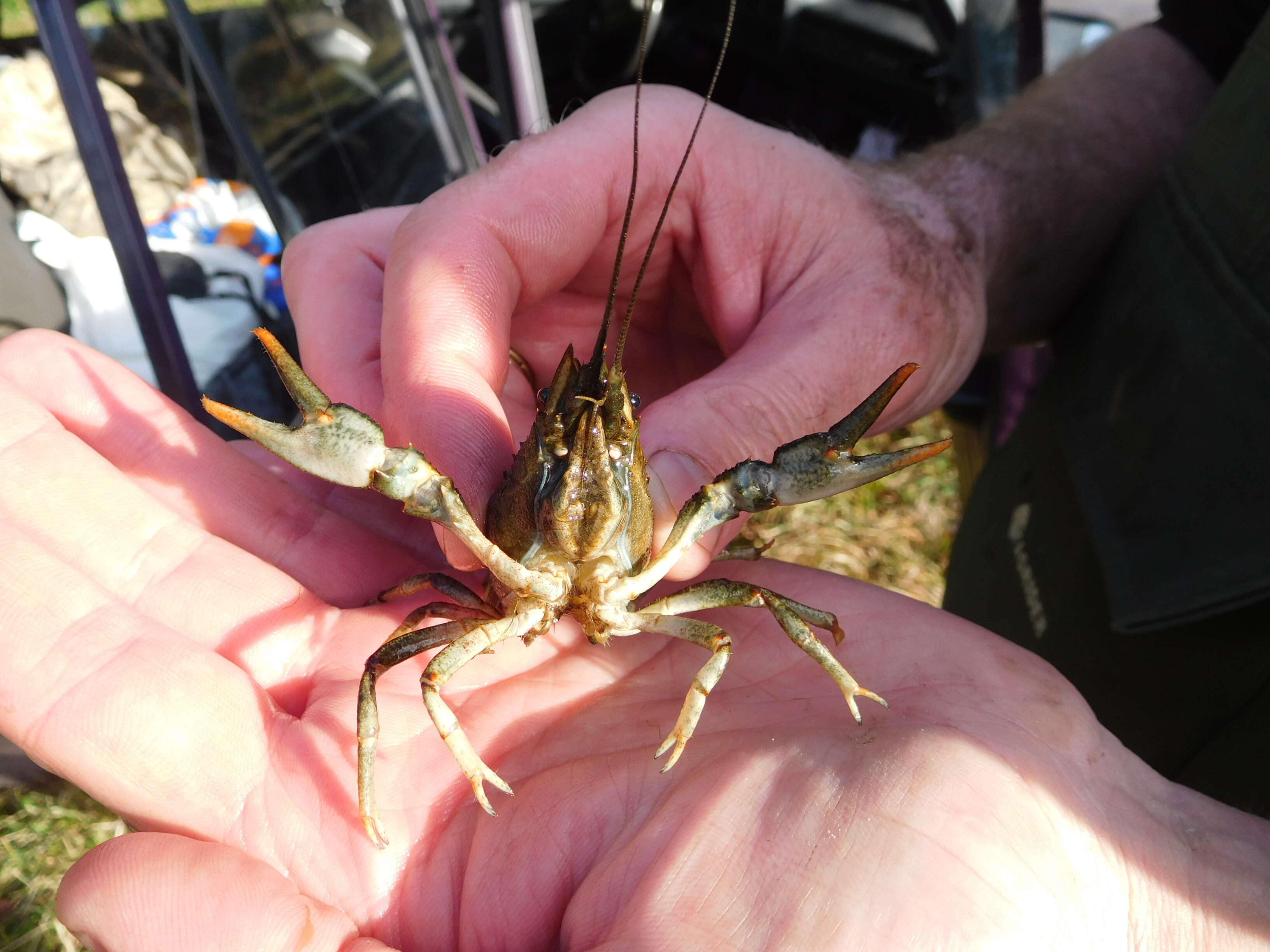 Image of Broad-clawed Crayfish