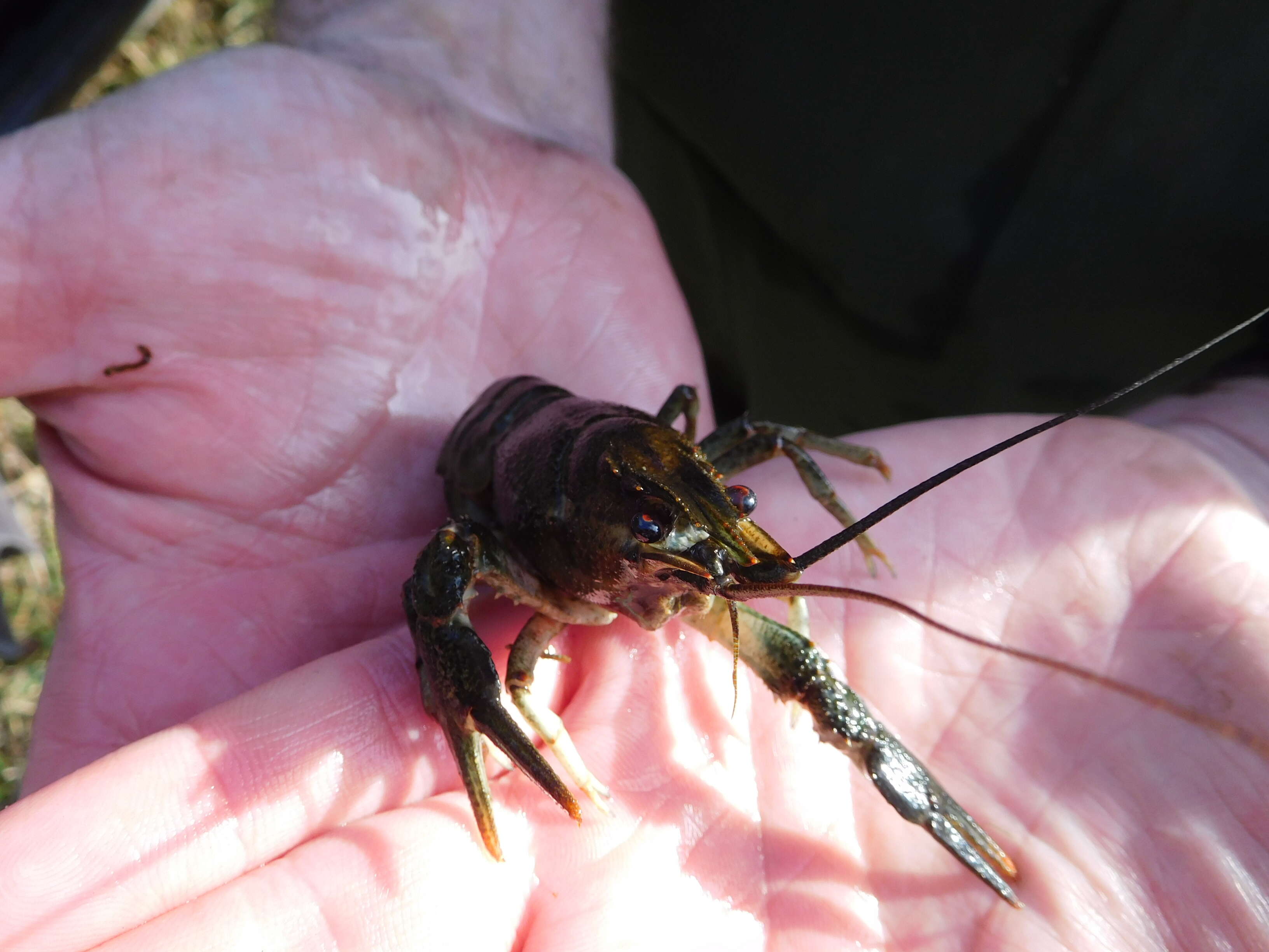 Image of Broad-clawed Crayfish