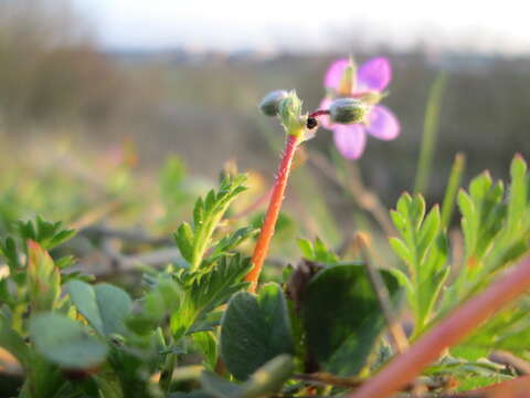 Image of Common Stork's-bill