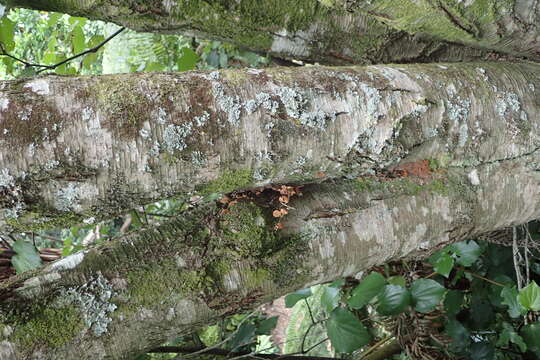 Image of Silver beech