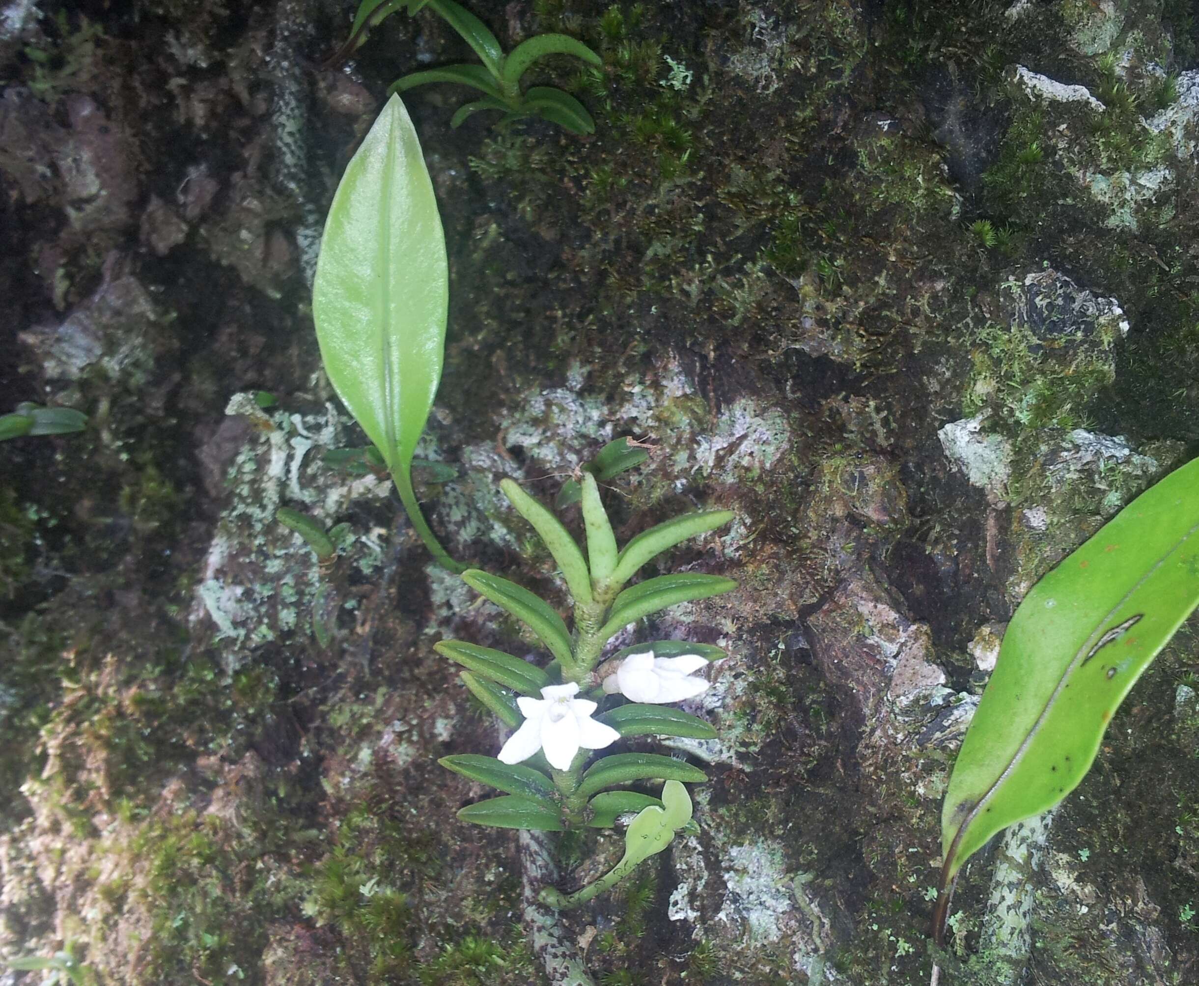 Image of Angraecum pectinatum Thouars