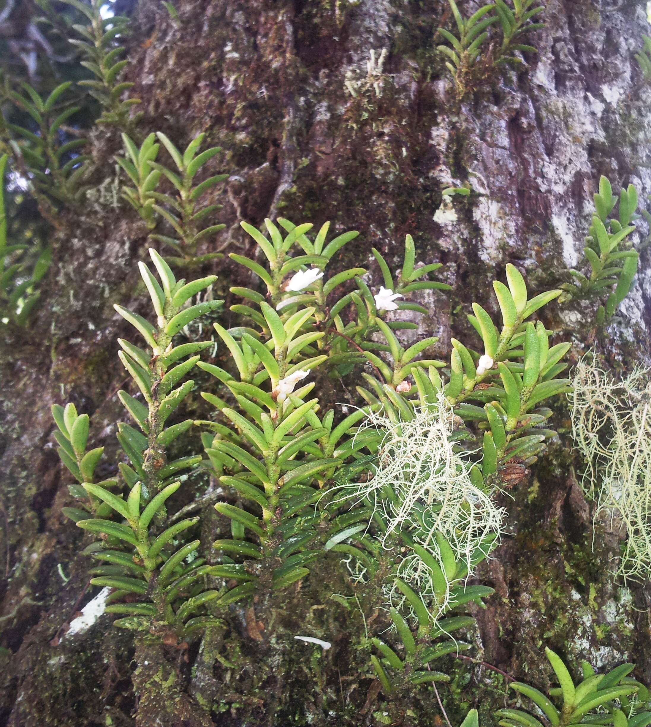 Image of Angraecum pectinatum Thouars