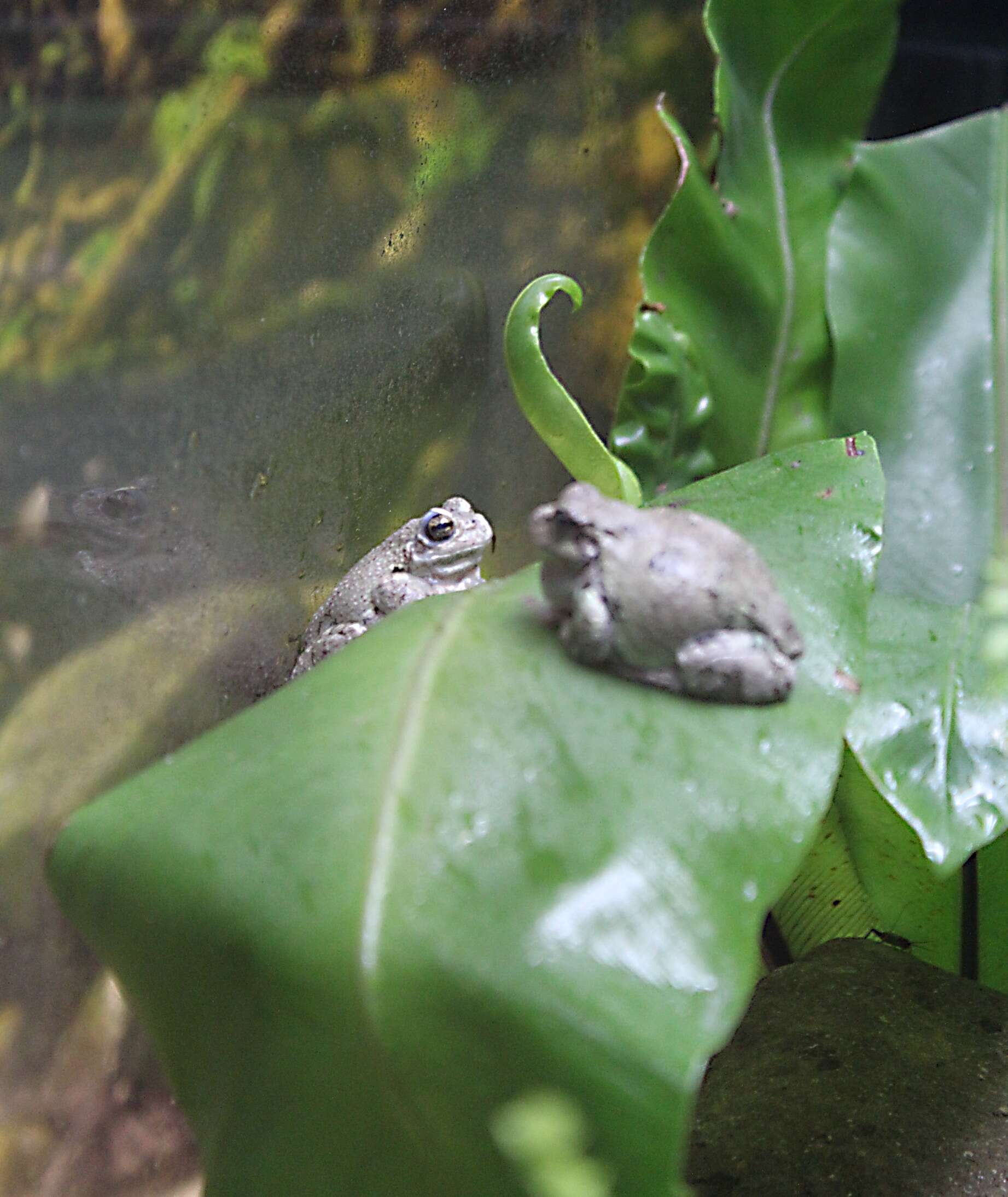 Image of Gray Treefrog