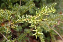 صورة Podocarpus nivalis Hook.