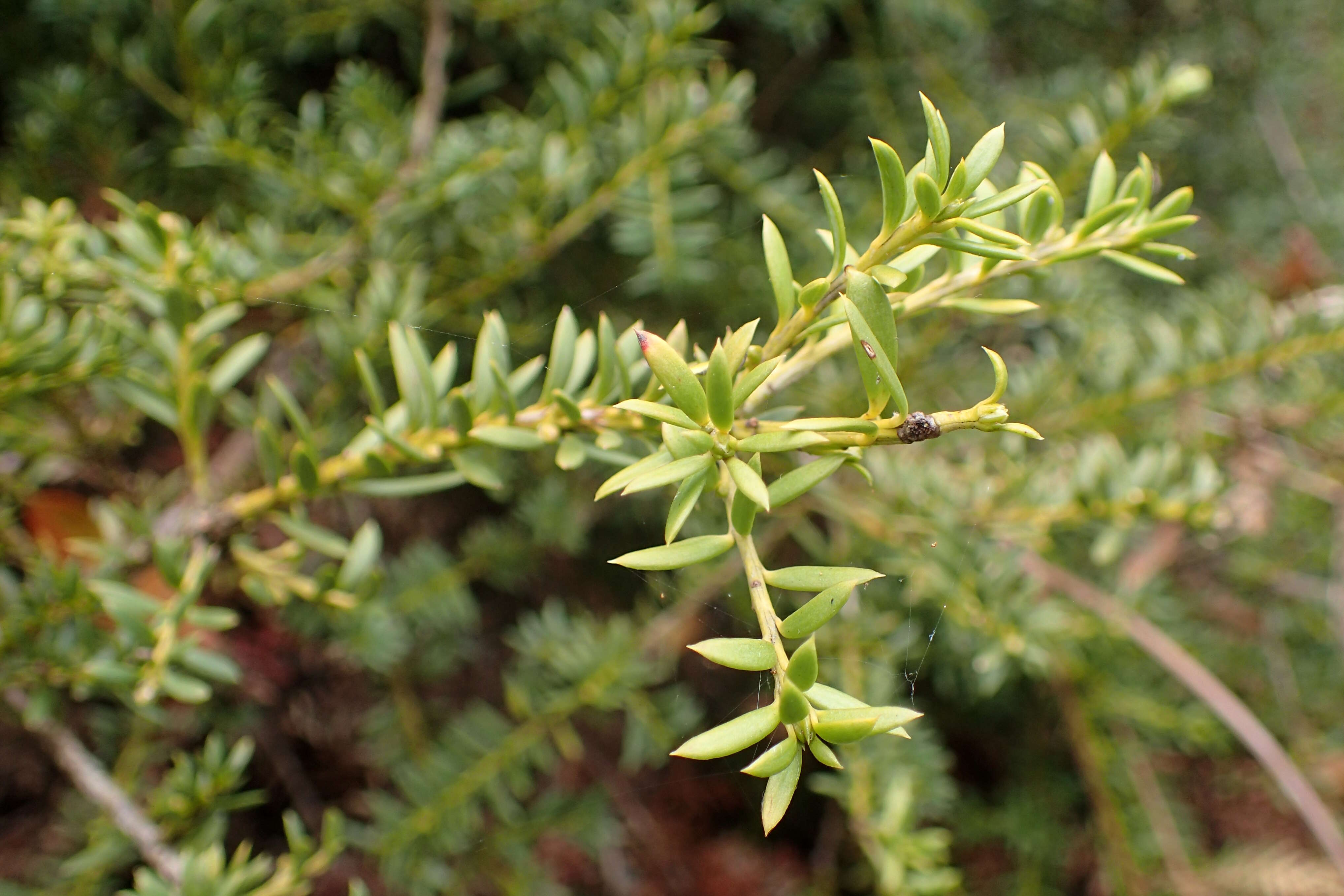 صورة Podocarpus nivalis Hook.