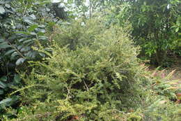 صورة Podocarpus nivalis Hook.