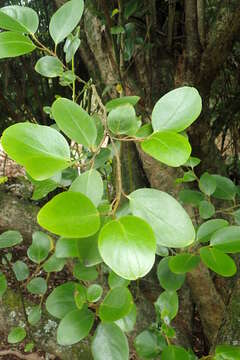 Image of Griselinia littoralis (Raoul) Raoul