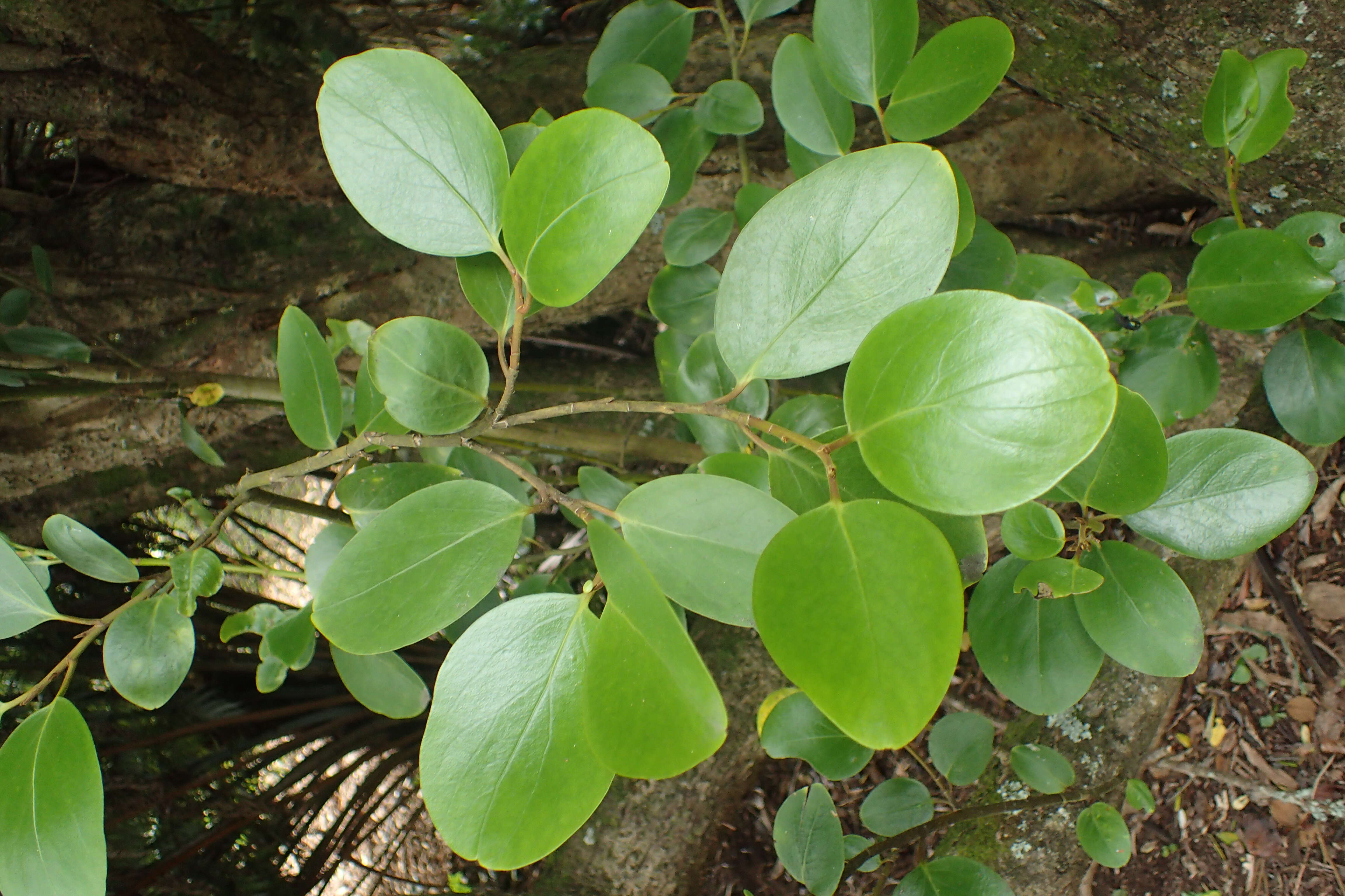 Image of Griselinia littoralis (Raoul) Raoul