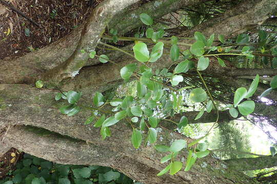 Image of Griselinia littoralis (Raoul) Raoul