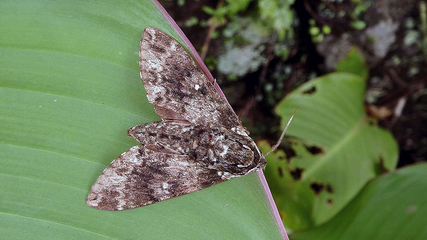 Image of Dolbina inexacta (Walker 1856)