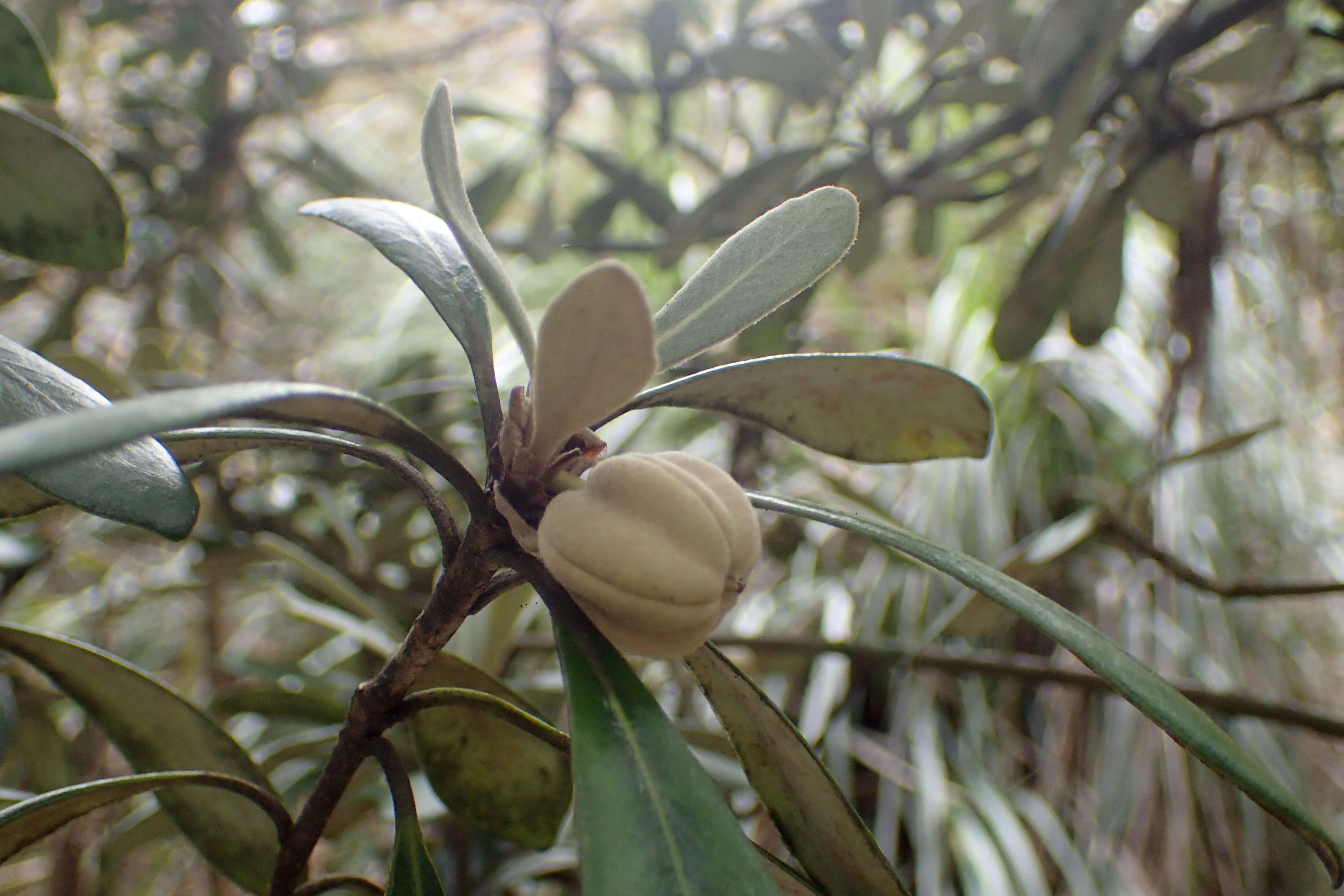 Image de Pittosporum crassifolium Banks & Sol. ex A. Cunningham