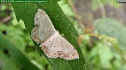 Image of Scopula yamanei Inoue 1978