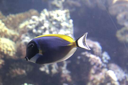 Image of Blue Surgeonfish