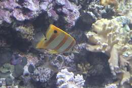 Image of Banded Longsnout Butterflyfish