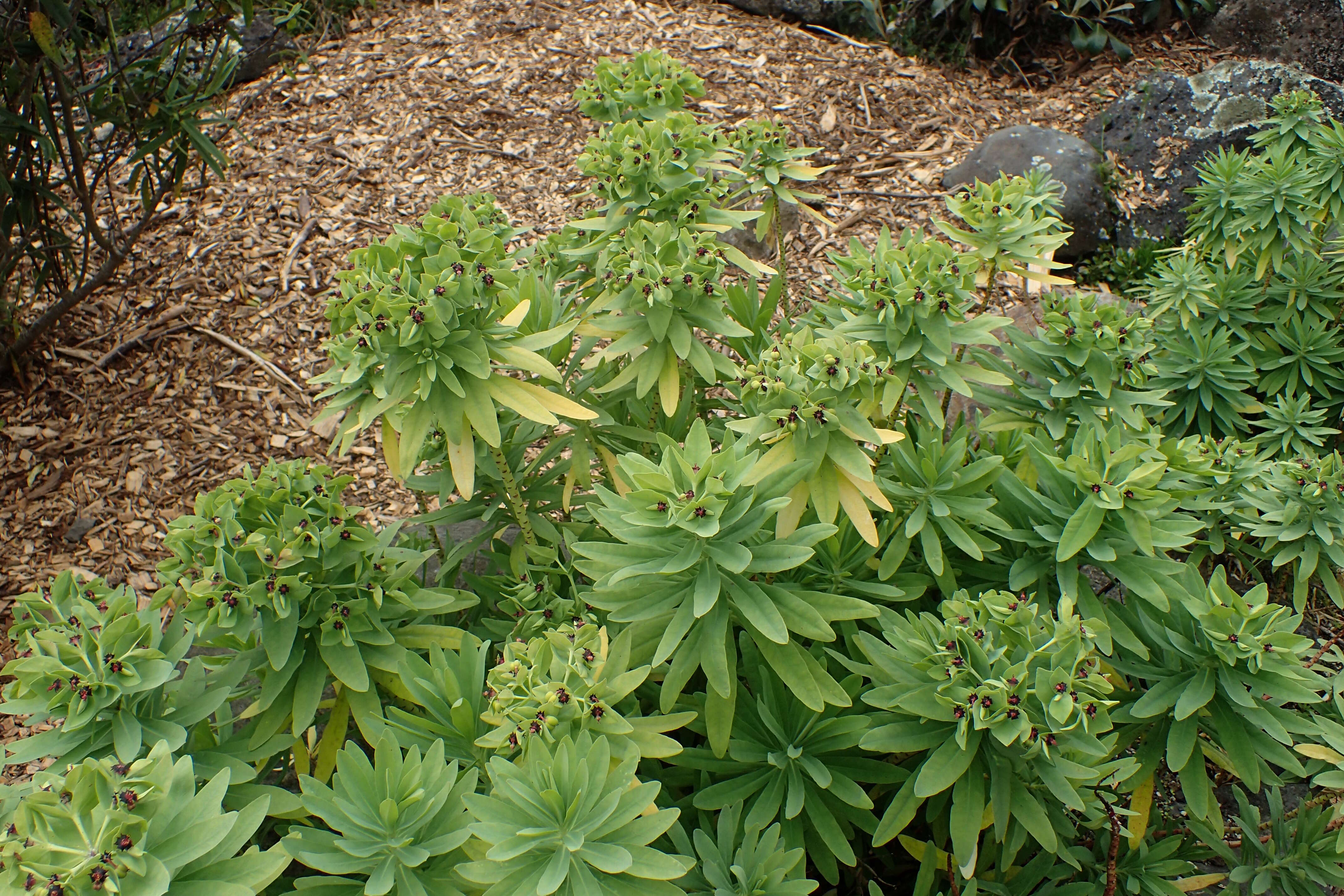 Imagem de Euphorbia glauca G. Forst.