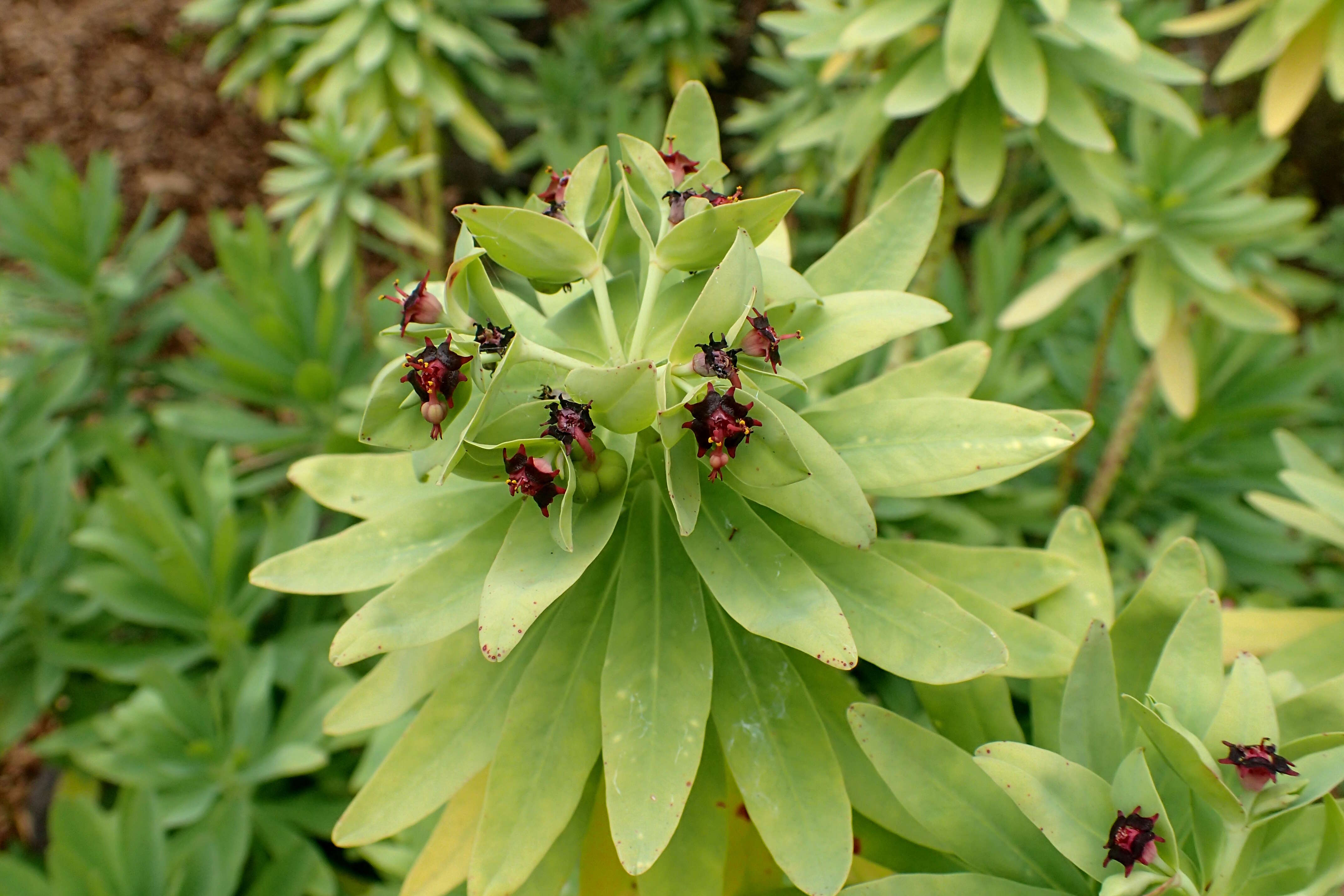 Imagem de Euphorbia glauca G. Forst.