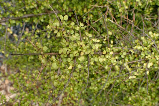 Image of Coprosma rhamnoides A. Cunn.