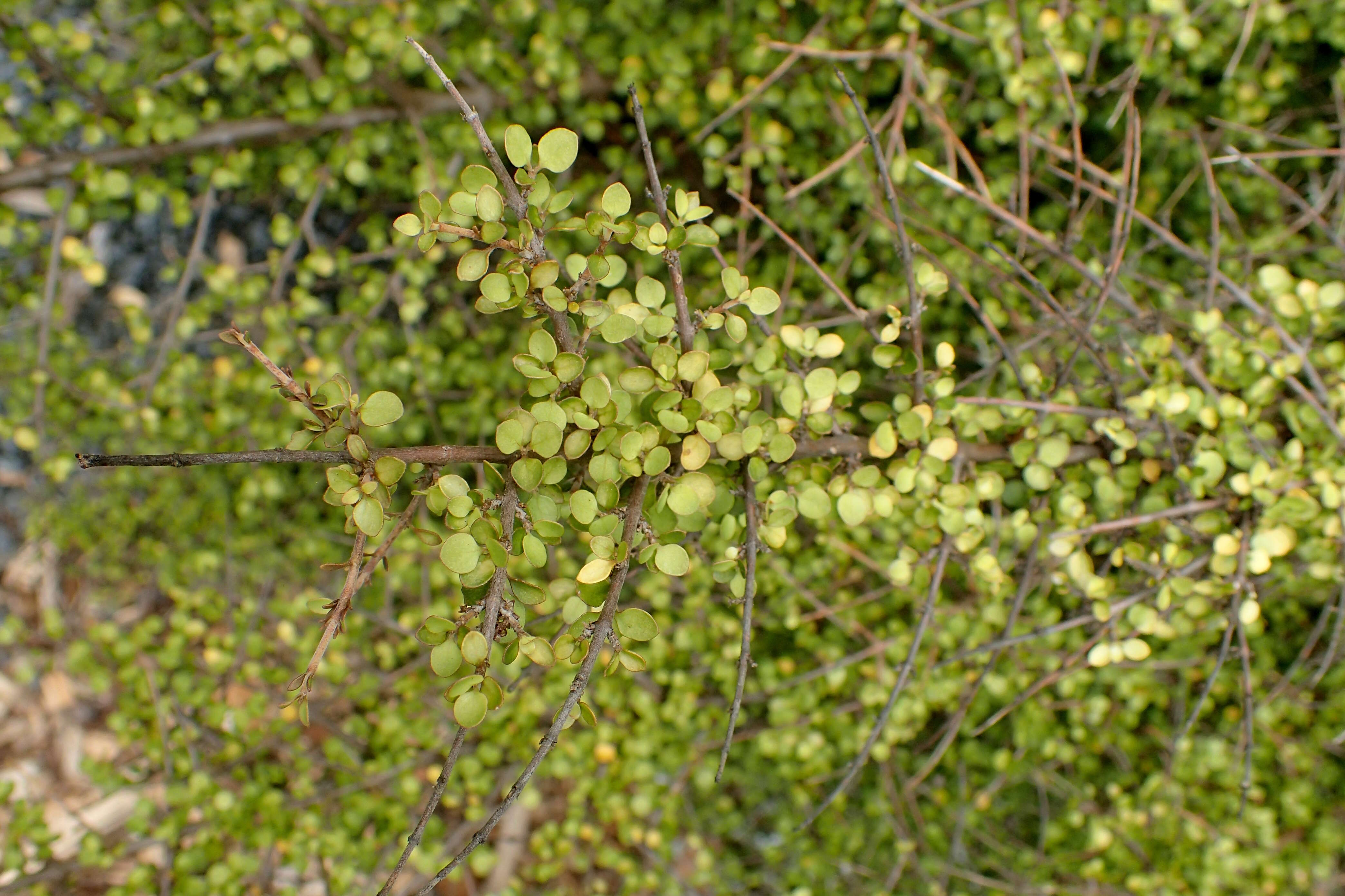 Image de Coprosma rhamnoides A. Cunn.