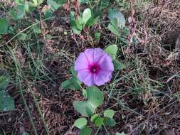 Ipomoea pes-caprae (L.) R. Brown resmi