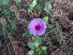 Ipomoea pes-caprae (L.) R. Brown resmi