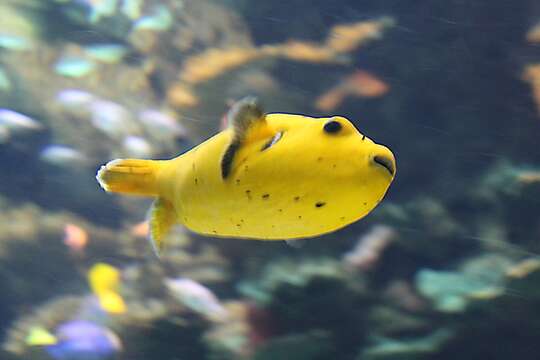 Image of Black Spotted Blow Fish