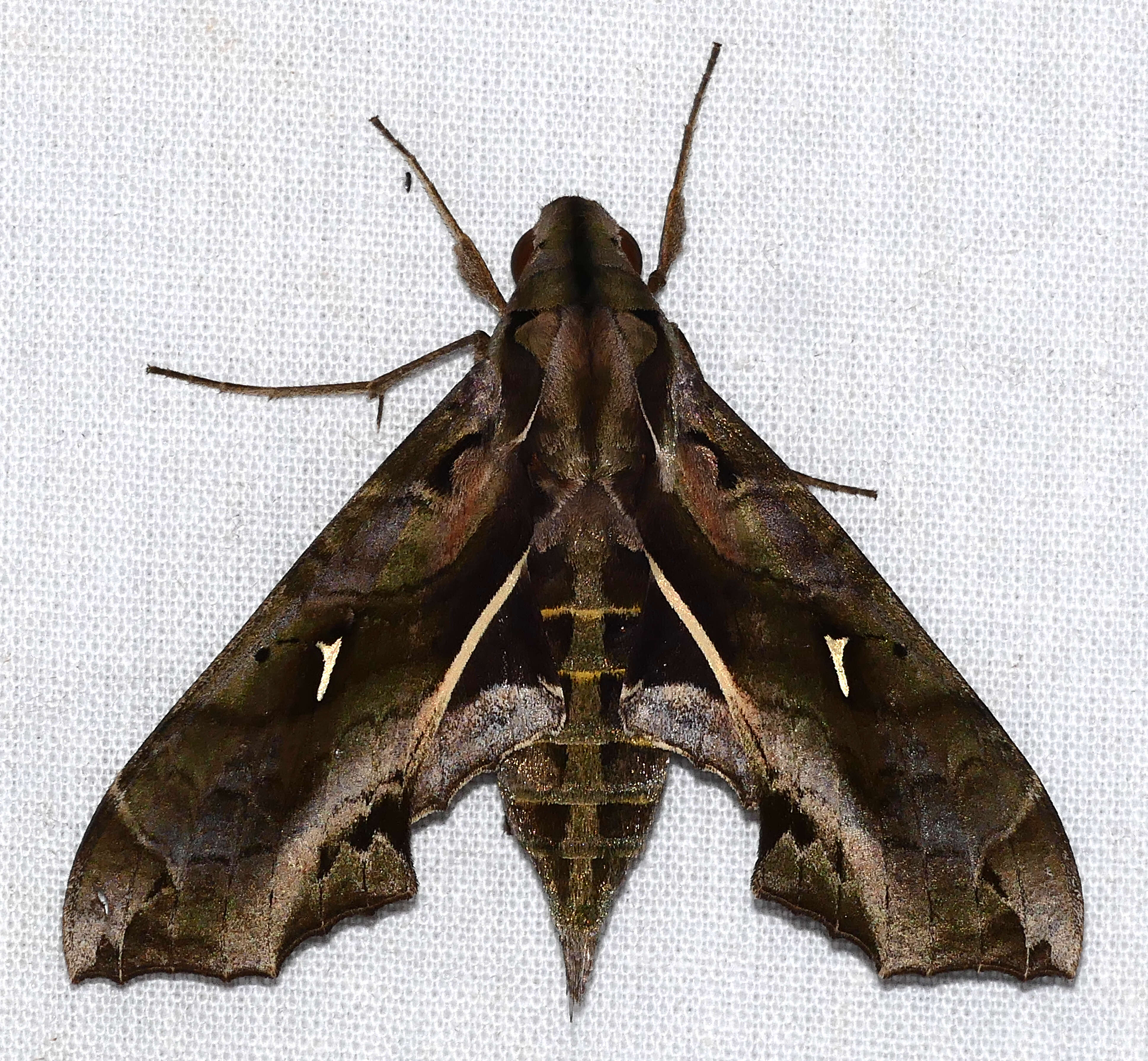 Image of Hemeroplanes ornatus Rothschild 1894