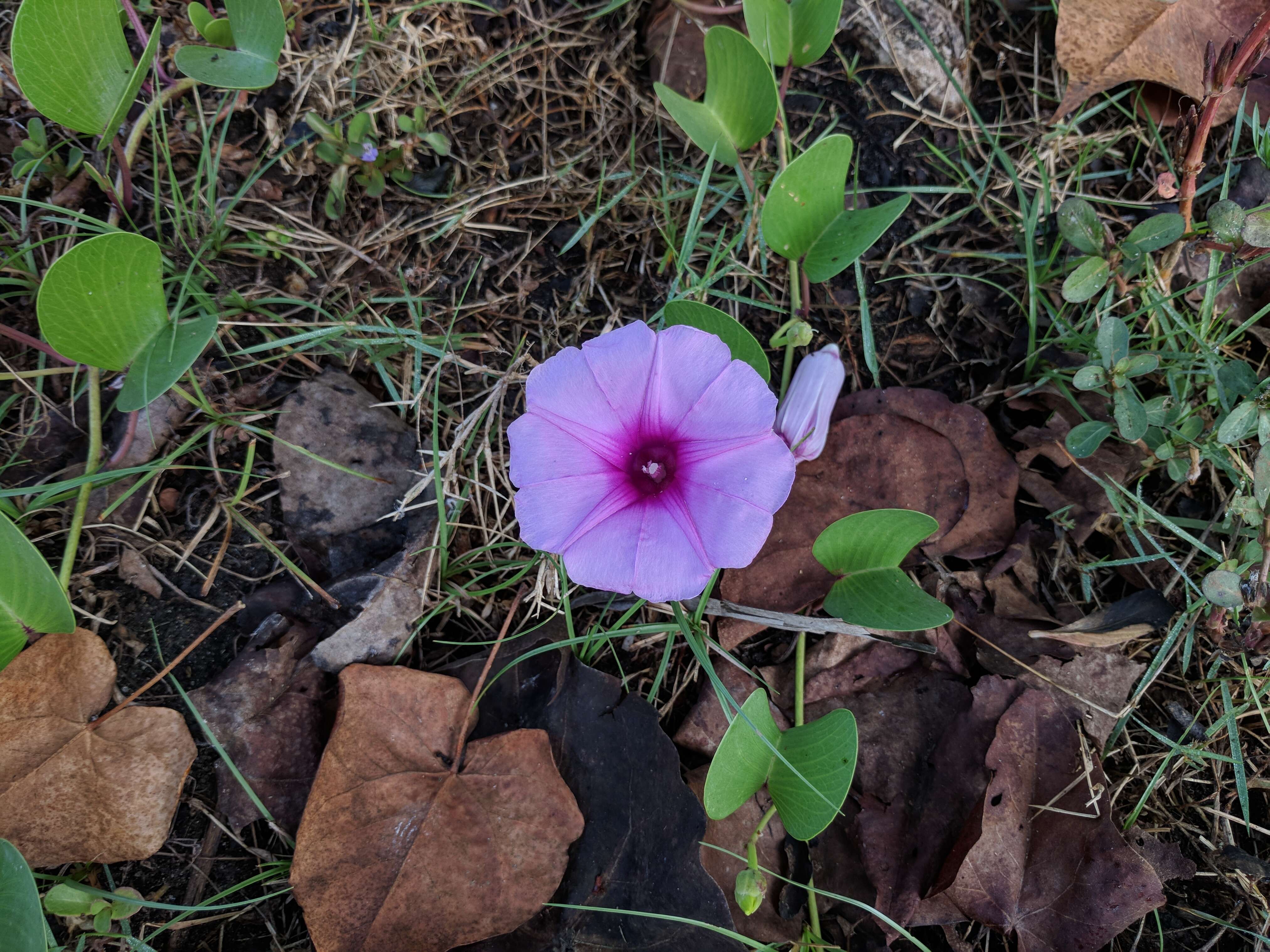 Ipomoea pes-caprae (L.) R. Brown resmi