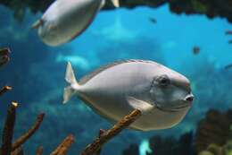 Image of Barcheek Unicornfish